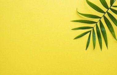 Sarı arka planda tropik palmiye yaprakları. Yaz kavramı. Düz konum, üst görünüm, kopyalama alanı