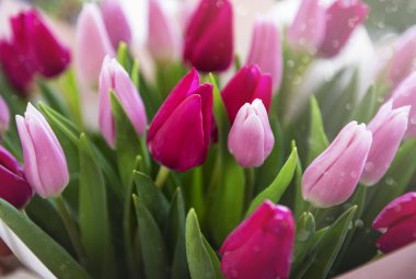 Güzel pembe laleler, doğal bir bahar çiçeği gibi.