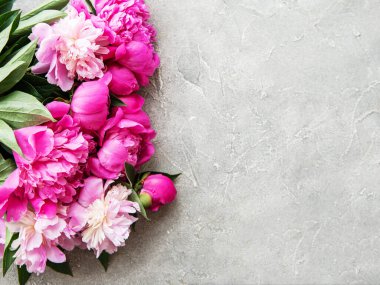 Gri beton arka planda pembe şakayık ile arka plan