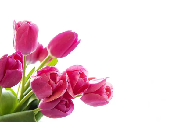 Beautiful Pink Tulips Isolated White Background — Stock Photo, Image