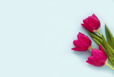 Mavi pastel arka planda güzel laleler.