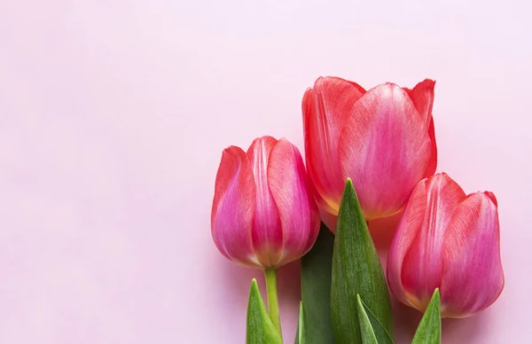 Hermoso Ramo Tulipanes Sobre Fondo Pastel Rosa — Foto de Stock