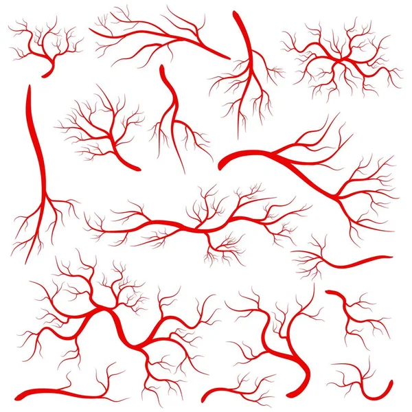 Ilustração vetorial criativa de veias vermelhas isoladas no fundo. Vasos humanos, artérias de saúde, design de arte. Capilares de elementos gráficos de conceito abstrato. Sistema sanguíneo — Vetor de Stock