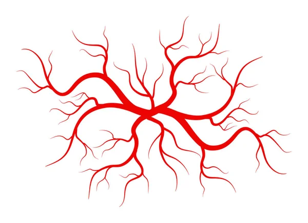 붉은 혈관 배경에 고립의 크리에이 티브 벡터 일러스트. 인간의 용기, 건강 동맥, 예술 디자인입니다. 추상적인 개념 그래픽 요소 모 세관. 혈액 시스템 — 스톡 벡터