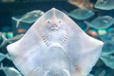Ortak stingray, deniz kedi (lat. Dasyatis pastinaca)