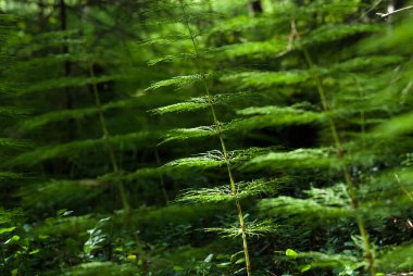 At kuyruğu (Equisetum arvense)