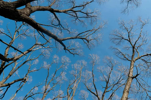 Baharın başlarında ağaç dalları 