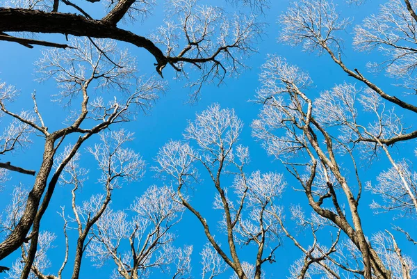 Mavi gökyüzüne karşı çıplak ağaç dalları