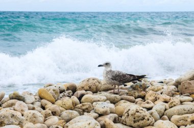 Martı deniz arka plan üzerinde buzlu