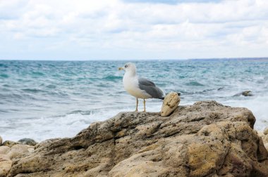 Martı deniz arka plan üzerinde buzlu