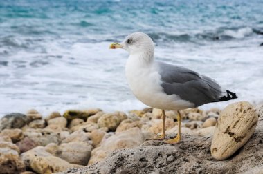 Martı deniz arka plan üzerinde buzlu
