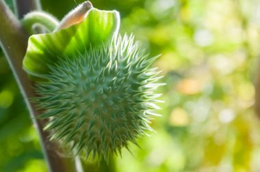 Zehirli bitki seedpods (tatula tatula) 