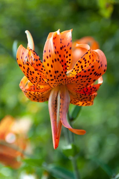 Tiger lily bahçede çiçek açan