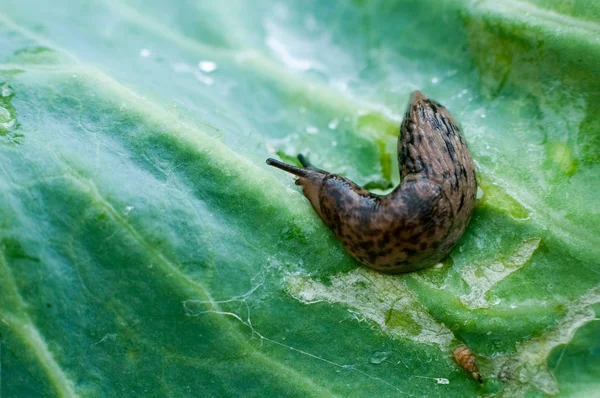 Slug on leaf of cabbage — Stock Photo, Image