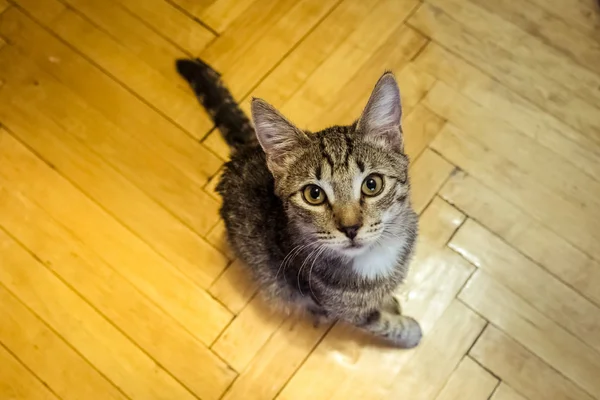 kitten with a sick paw