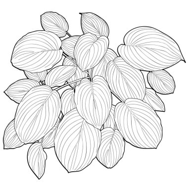 büyük yaprak, yaprak çizgi çizme