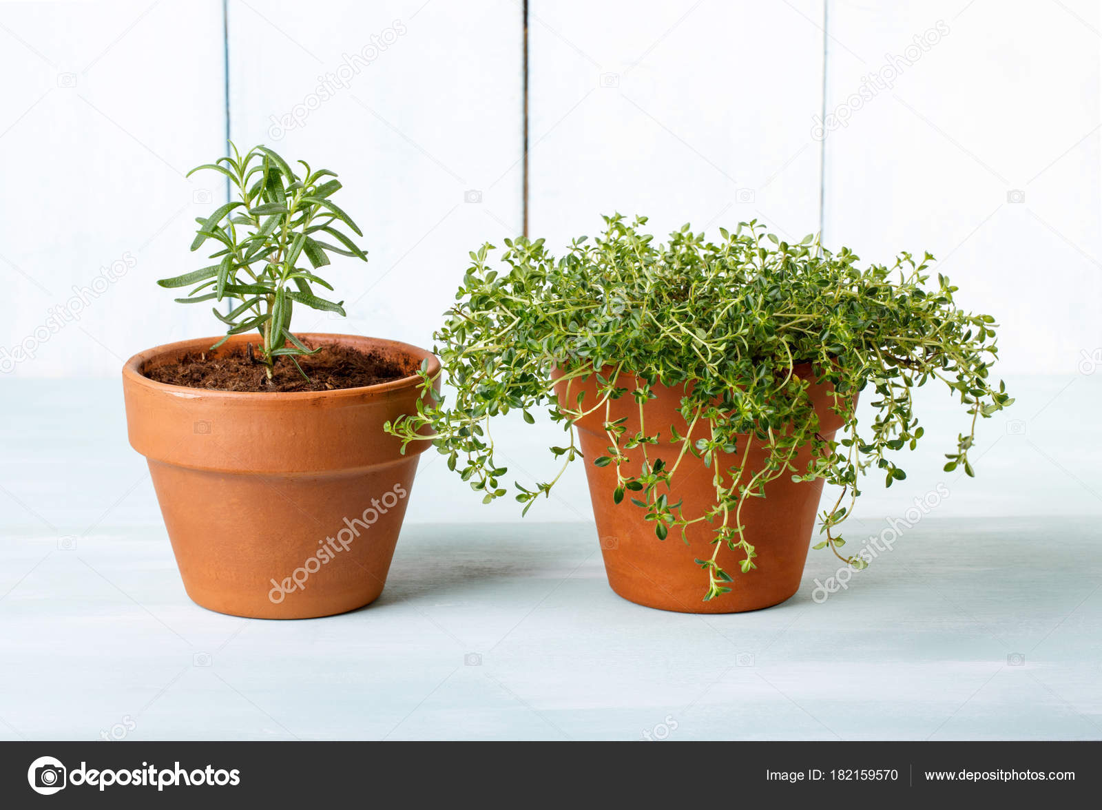 TÉLÉCHARGER ROSEMARY ET THYME