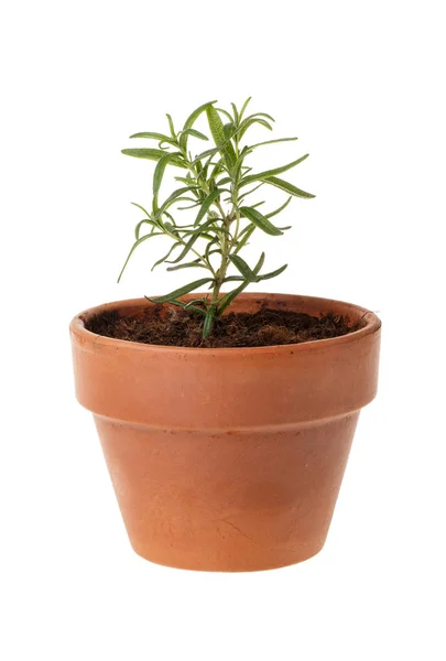 Kleine Rosmarinpflanze im Tontopf isoliert auf weiß — Stockfoto