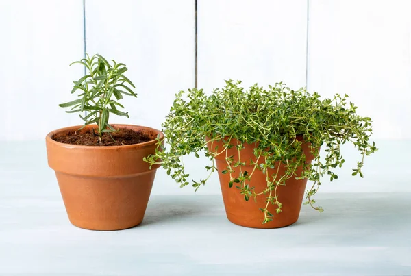 Potted herbal. Rosemary dan thyme tanaman dalam pot tanah liat . — Stok Foto