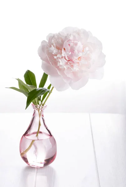 Cam vazo içinde pembe Şakayık çiçeği — Stok fotoğraf