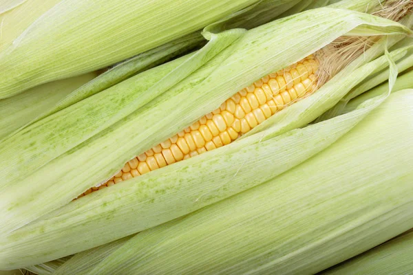 Frischer Mais auf dem Maiskolben — Stockfoto