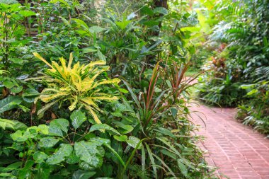 Bahçedeki yemyeşil tropikal bitkiler. Doğa yeşil yeşili arka gruplandırma