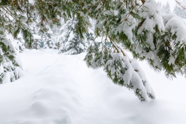 Kar yağan kış manzarası. Kırsalda kar yağışı
