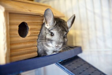Cute grey chinchilla is sitting in the cage.  clipart