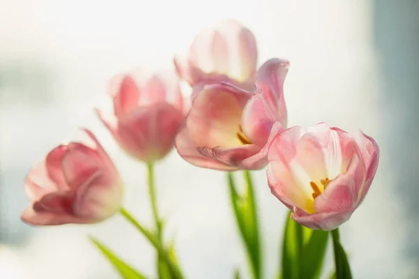 Bouquet of spring pink tulip flowers. Selective focus, shallow D — Stock Photo, Image