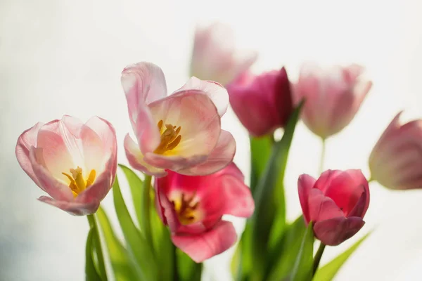 Buquê de flores de tulipa rosa primavera. Foco seletivo, raso D — Fotografia de Stock