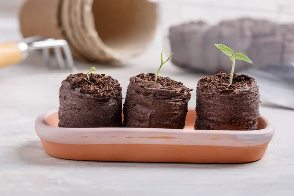 In den Torftabletten sprießen junge Sämlinge. Gartenkonzept. — Stockfoto