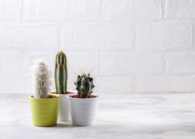 Beyaz üzerine farklı kaktüs koleksiyonu. Saksıdaki ev bitkileri. Boşluğu kopyala.
