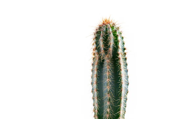 Kaktus Izolovaný Bílém Pozadí Domácí Kytky Detailní Záběr — Stock fotografie