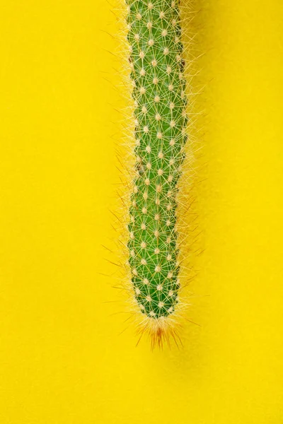 Kaktus Gul Bakgrund Husväxter Närbild — Stockfoto