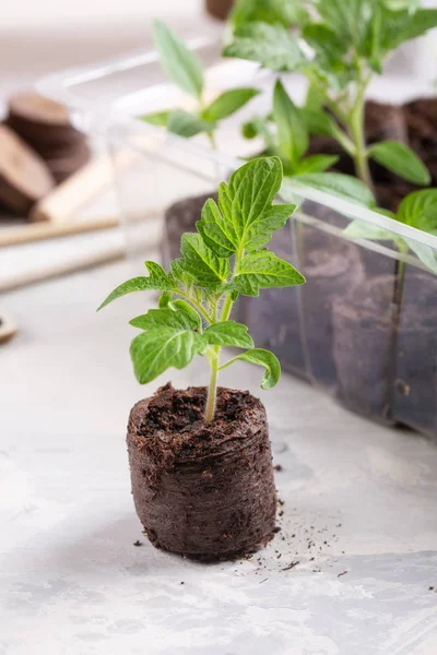 Jeunes Pousses Tomate Dans Les Comprimés Tourbe Concept Jardinage — Photo