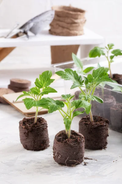Jeunes Pousses Tomate Dans Les Comprimés Tourbe Concept Jardinage — Photo