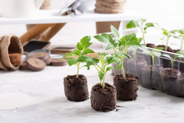若いトマトの苗は泥炭の錠剤に芽を出します 園芸の概念 — ストック写真