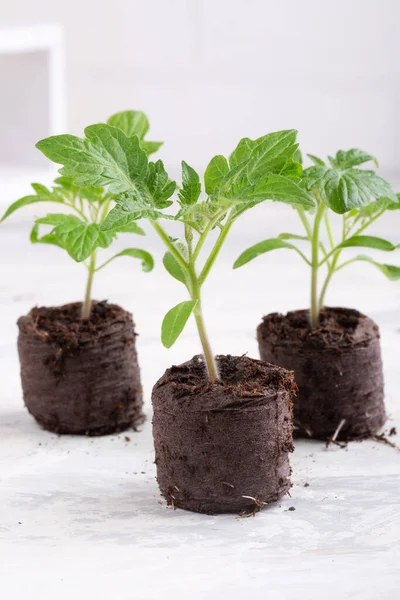 Jeunes Pousses Tomate Dans Les Comprimés Tourbe Concept Jardinage — Photo