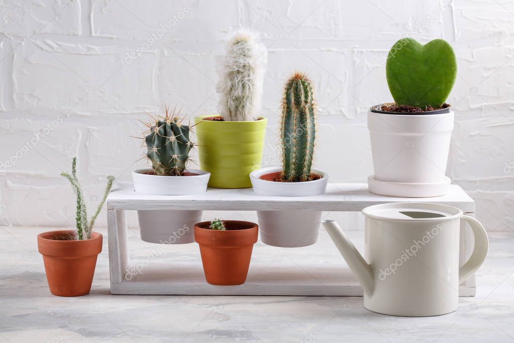 Collection of different cactus and succulent plants on white. Potted house plants.