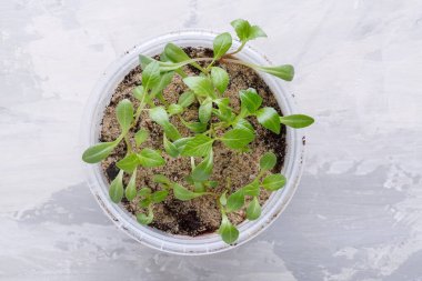 Saksılarda çiçek tohumu tomurcukları. Bahçe işleri konsepti. Üst Manzara. Boşluğu kopyala.