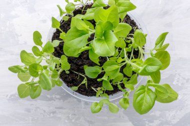 Saksılarda petunya tohumu filizleniyor. Bahçe işleri konsepti. Üst görünüm.