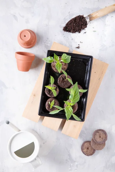 Jeunes Pousses Paprika Dans Les Comprimés Tourbe Concept Jardinage Vue — Photo