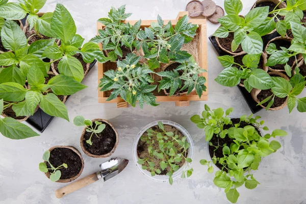 Germes Semis Dans Les Pots Tourbe Tomate Paprika Choux Bruxelles — Photo