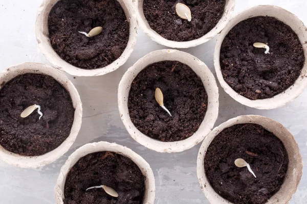 Trotse Pompoenpitten Een Biologisch Afbreekbare Turfpot Klaar Planten Bovenaanzicht Tuinbouwconcept — Stockfoto