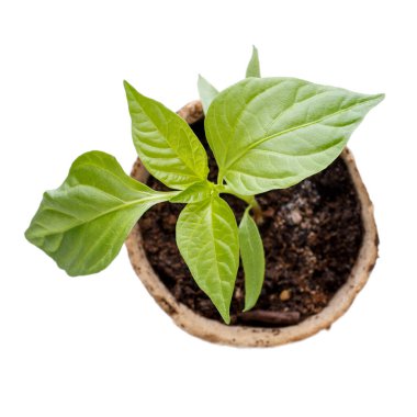 Paprika, turba kabında filizleniyor. Karabiber filizi beyaza saçılmış. Üst Manzara. Bahçe konsepti.