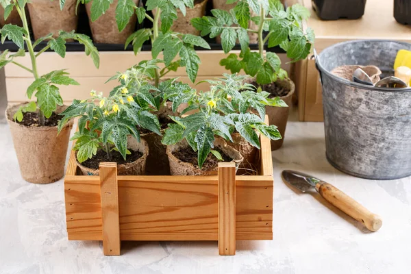 Piantine Pomodoro Vasi Torba Germogli Verdi Scatola Legno Concetto Giardinaggio — Foto Stock