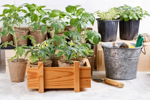 Tomatplantor Torvkrukor Paprika Och Örter Plantor Bakgrunden Gröna Groddar Trälåda — Stockfoto