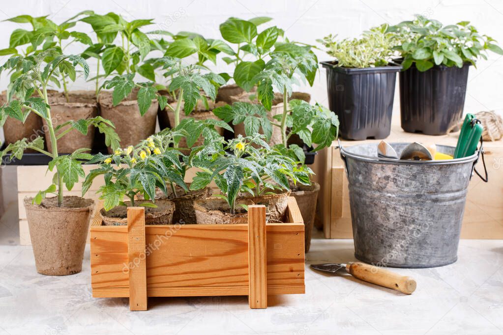 Tomato seedlings in peat pots, paprika and herbs seedlings on background. Green sprouts in wooden box.  Gardening concept.