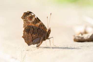 Kelebek tavus kuşu gözü ve katlanmış kanatları. Macro kelebeğin alt kanadına ateş etti. Yakın çekim, sığ DOF.