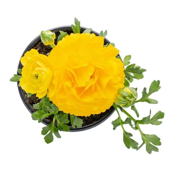 Flor Ranúnculo Amarelo Vaso Isolada Sobre Branco Floração Plantas Para — Fotografia de Stock